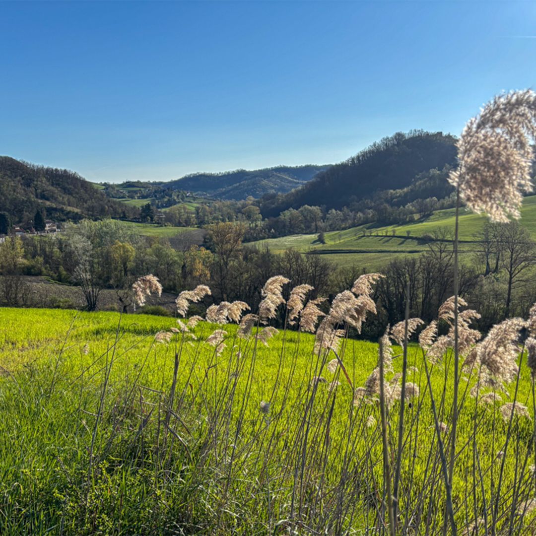 Lombardia green